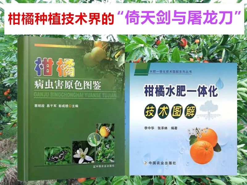 红太阳柑橘品种视频_红太阳柑橘种植技术_柑橘的太阳果怎么预防和处理