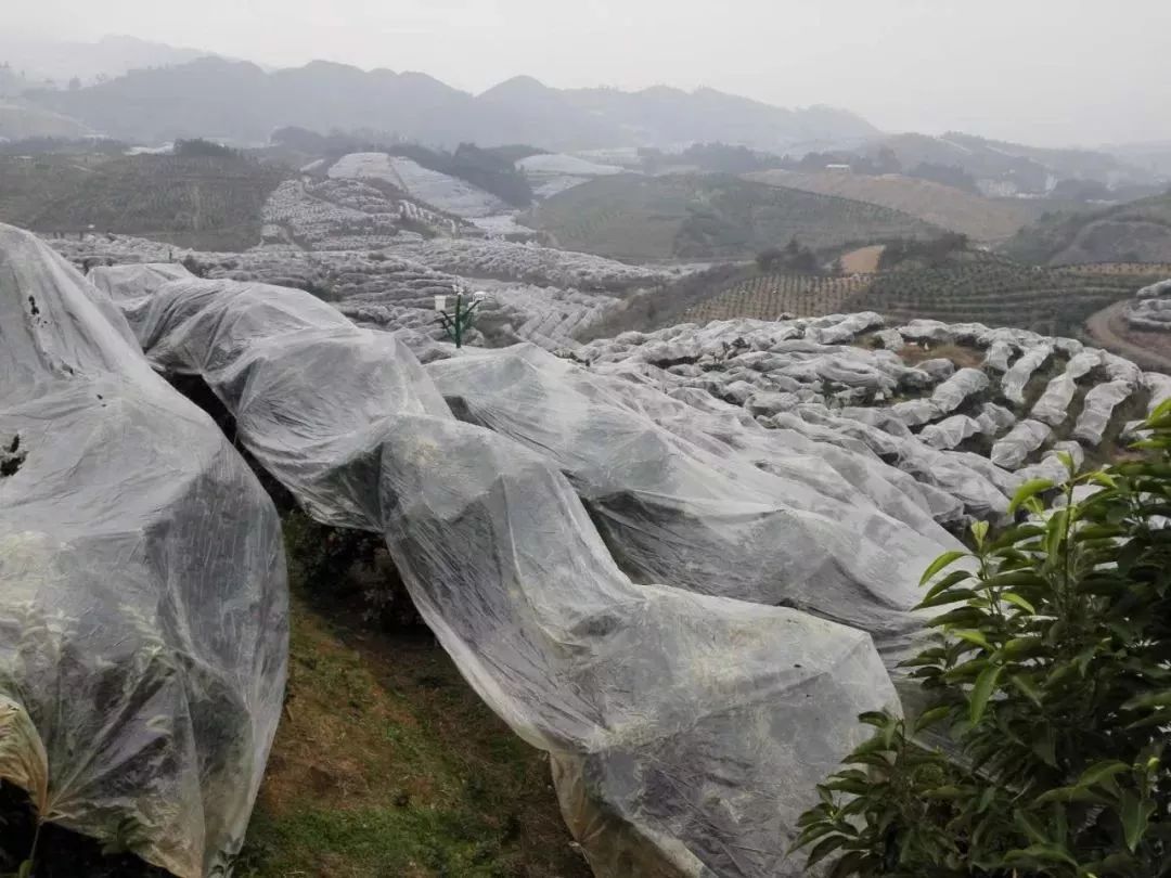 柑橘太阳果的防治方法_红太阳柑橘种植技术_柑橘的太阳果怎么预防和处理