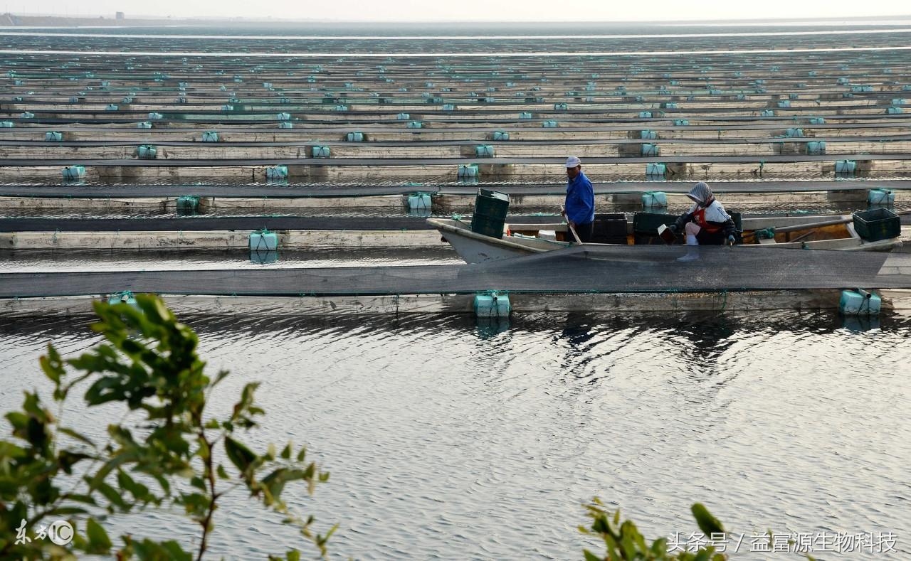 海参淡水养殖技术_淡水海参养殖技术视频_淡水海参养殖技术要求