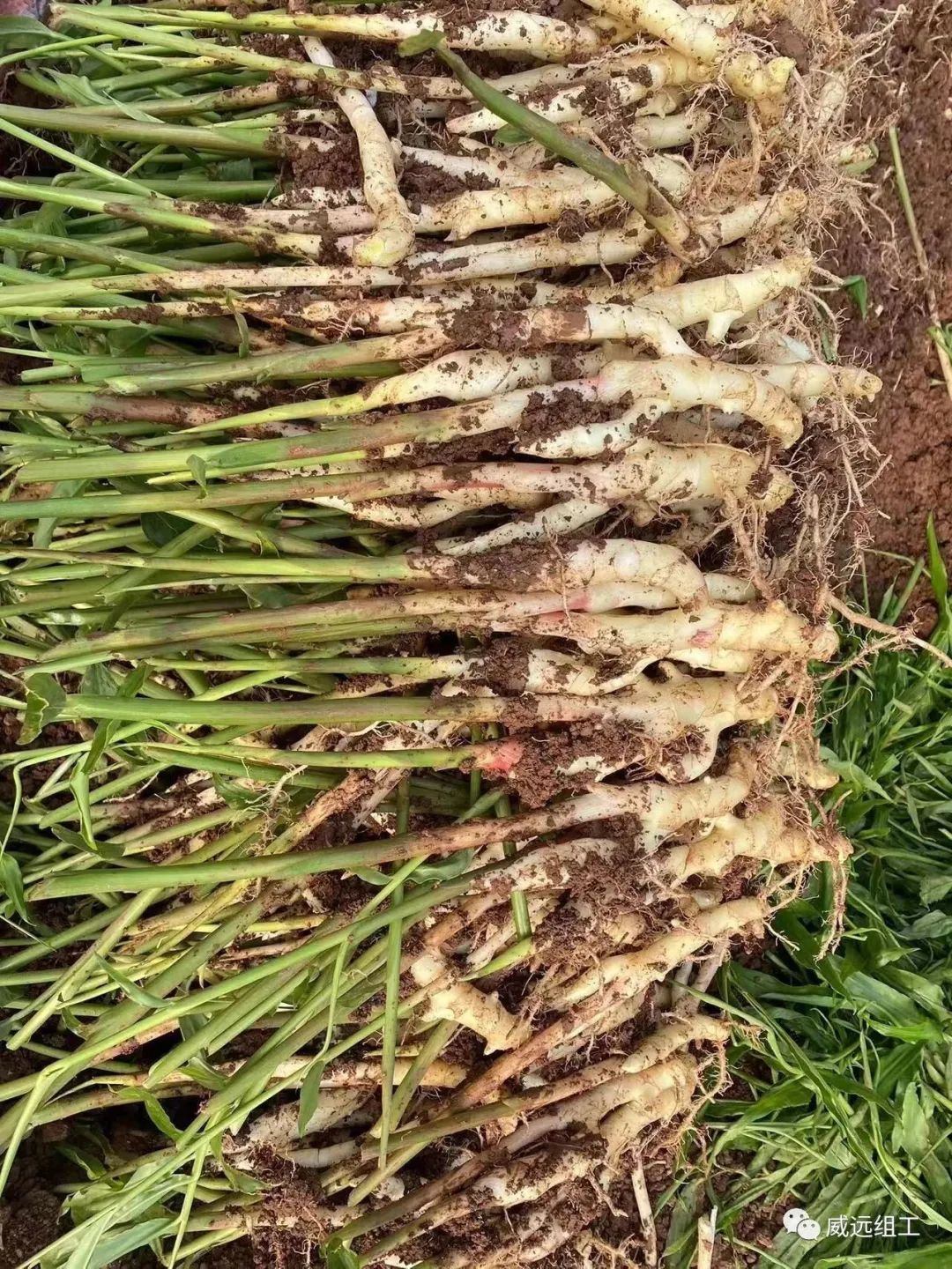 大棚生姜种植视频_致富生姜大棚种植视频_致富经大棚生姜种植