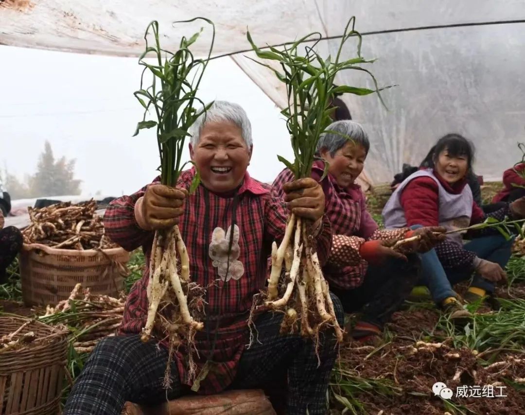 致富生姜大棚种植视频_大棚生姜种植视频_致富经大棚生姜种植