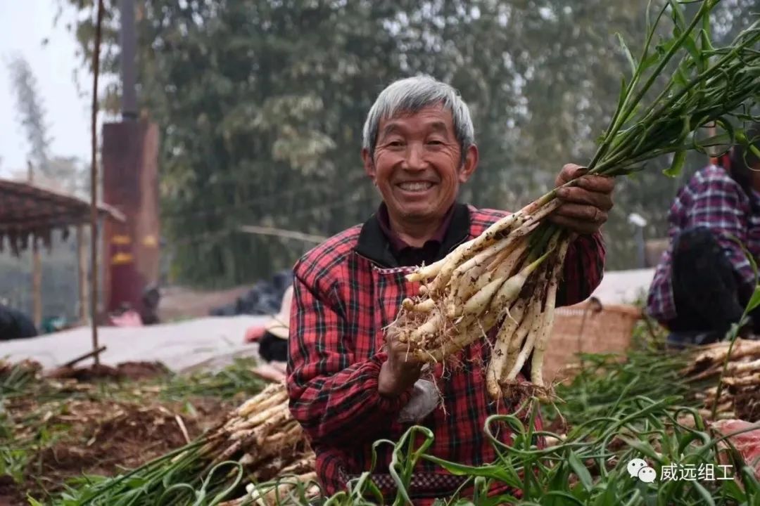 致富经大棚生姜种植_大棚生姜种植视频_致富生姜大棚种植视频