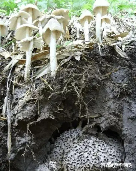 2021鸡枞菌价格_鸡枞菌致富经_鸡枞菌骗局