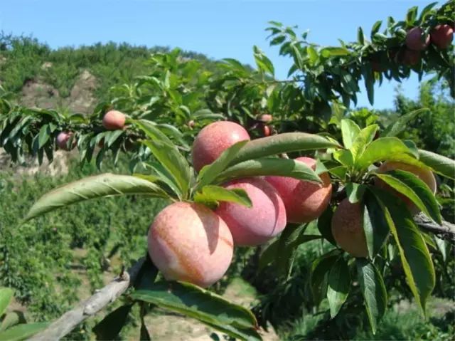 种植养殖创业网_养殖种植平台_种植 养殖技术网站