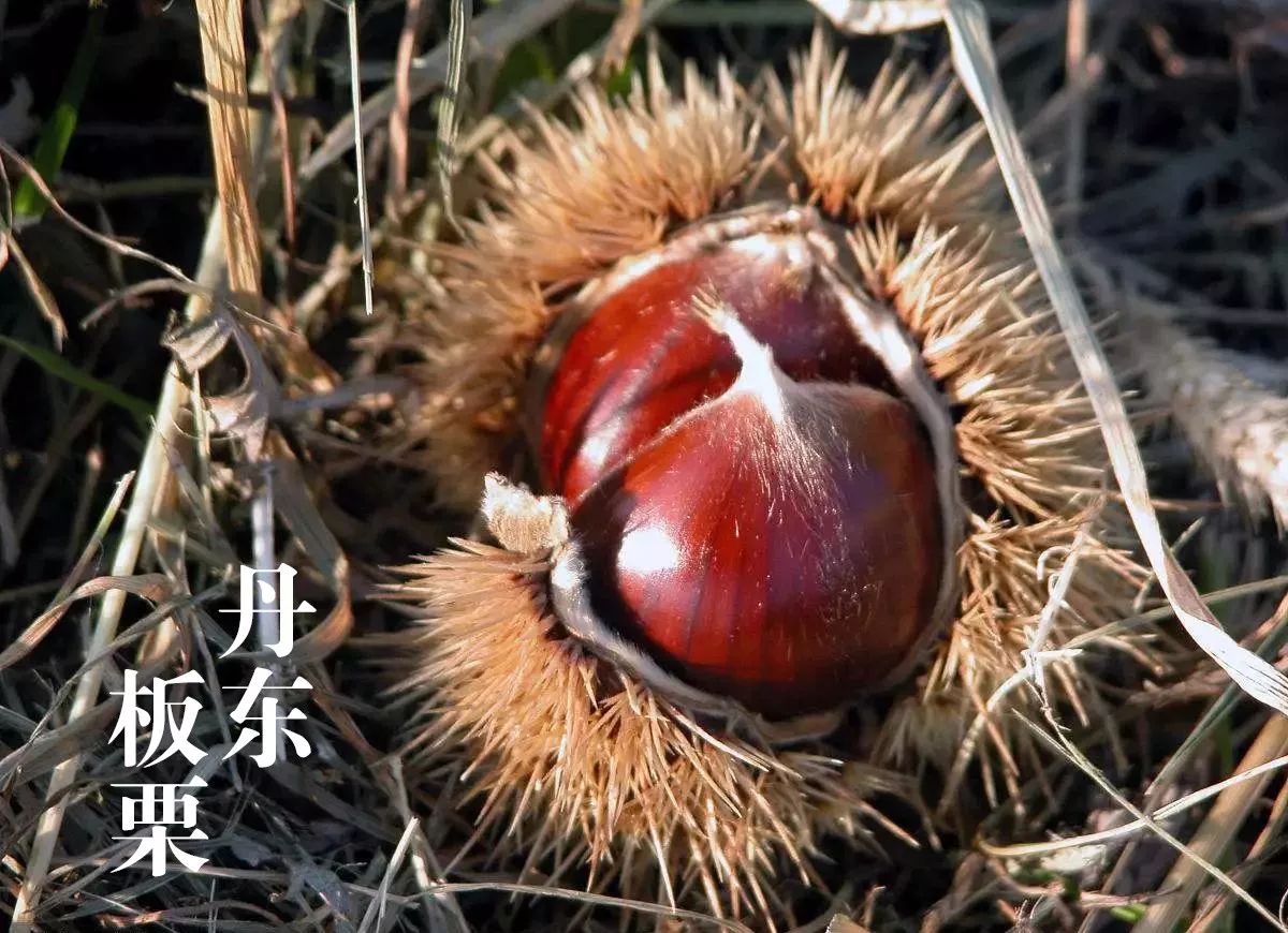 油板栗种源_油栗种植技术_油栗种植效益