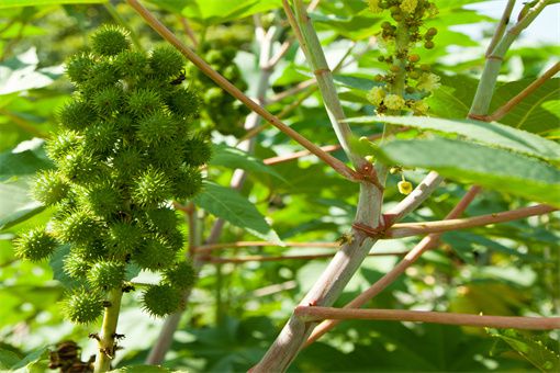 蓖麻种植怎么播种？蓖麻的播种方法和田间管理要点