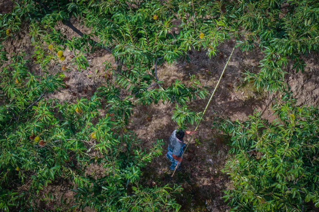 油栗种植效益_油栗种植技术_油板栗种源