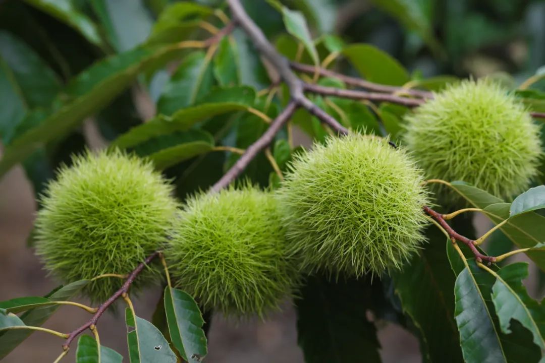 油栗种植效益_油板栗种源_油栗种植技术