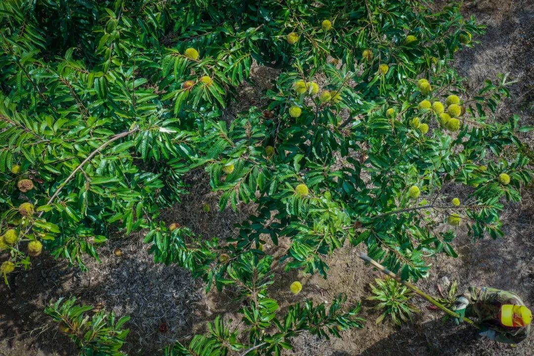 油板栗种源_油栗种植效益_油栗种植技术