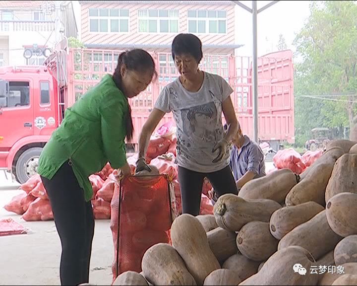 致富南瓜种植方法图片_致富南瓜种植方法图解_南瓜种植致富方法