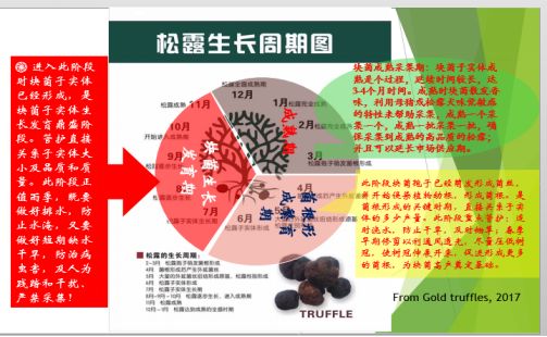 松露种植技术栽培_种植松露方法_松露种植技术视频