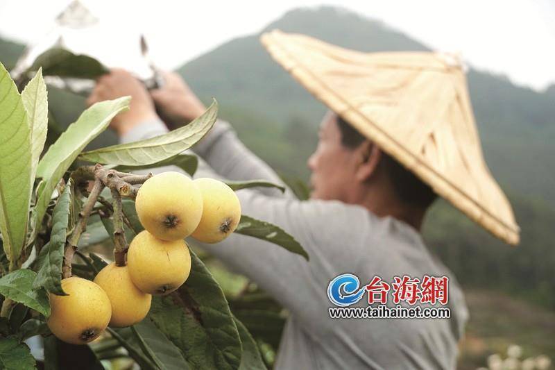 种杨桃赚钱吗_致富经种植杨桃_致富种植杨桃怎么样