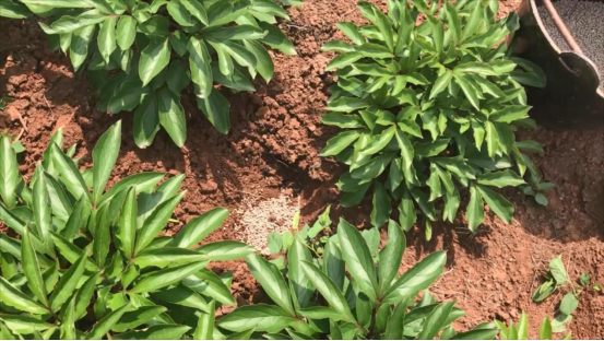 慈菇种植技术视频_慈菇种植方法_慈菇的栽培技术