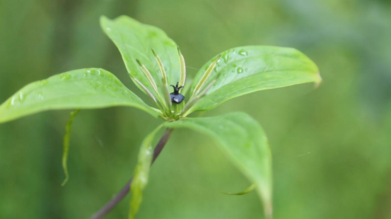 慈菇的栽培技术_慈菇种植技术视频_慈菇种植方法