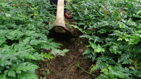 慈菇的栽培技术_慈菇种植技术视频_慈菇种植方法