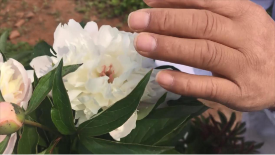 慈菇种植方法_慈菇种植技术视频_慈菇的栽培技术