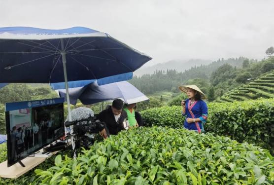 地黄种植致富_侗乡种植致富果_果农致富