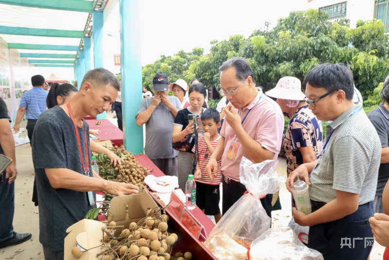 广西龙眼致富经_广西龙眼种植基地_广西龙眼价格多少钱一斤