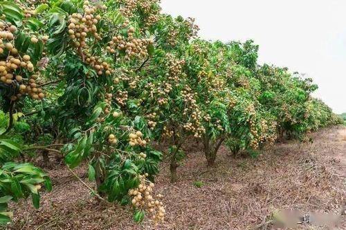 种植冬熟龙眼，每亩能卖1万元，经济效益非常高