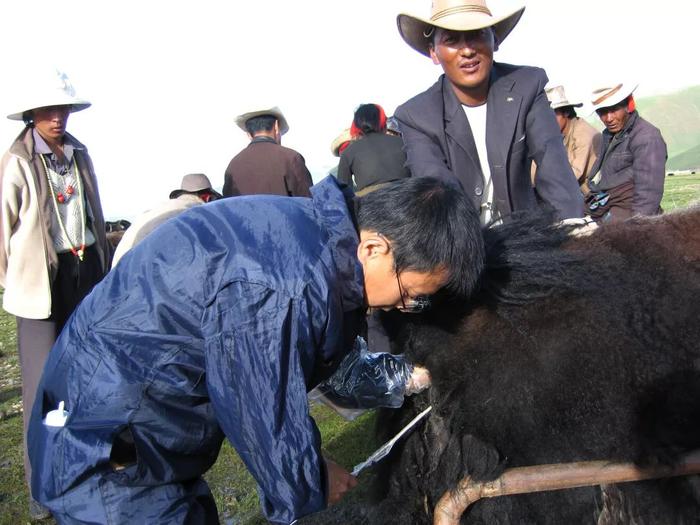 “黄牛改良”帮助西藏农牧民走上致富路