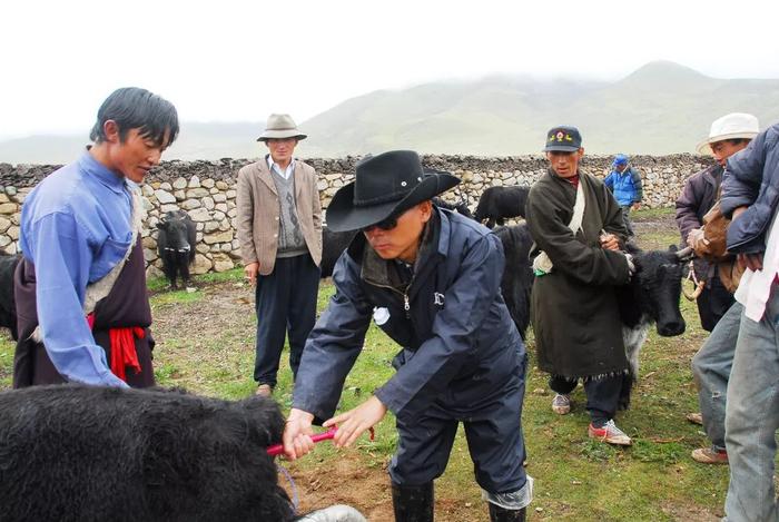 “黄牛改良”帮助西藏农牧民走上致富路