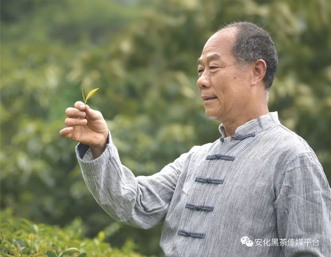 夏付明——安化松针手作技艺传承人