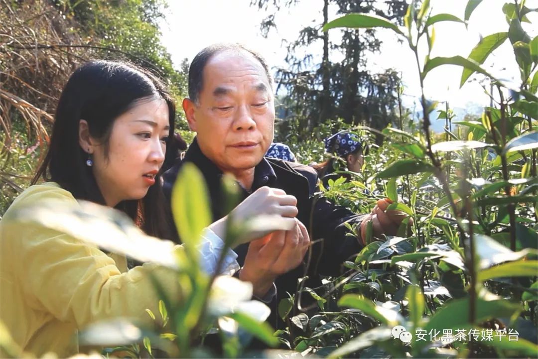 松针种植物有什么作用_松针怎么种植_松针种植致富方法