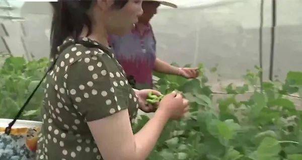 豆虫养殖回收是骗局吗_豆虫养殖前景_豆虫养殖技术是骗局