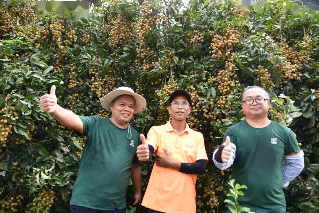 广西龙眼产区_广西龙眼致富经_广西龙眼种植基地