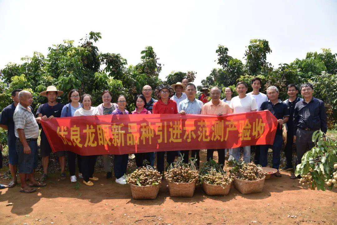 广西龙眼产区_广西龙眼种植基地_广西龙眼致富经