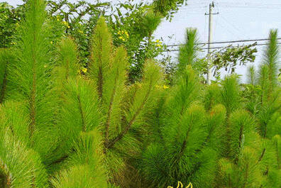 松针种植物有什么作用_松针种菜_松针种植致富方法