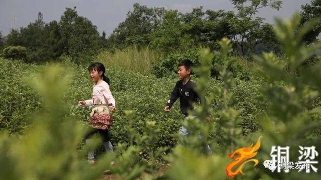 种植陈艾致富_陈艾种植基地_致富经艾草