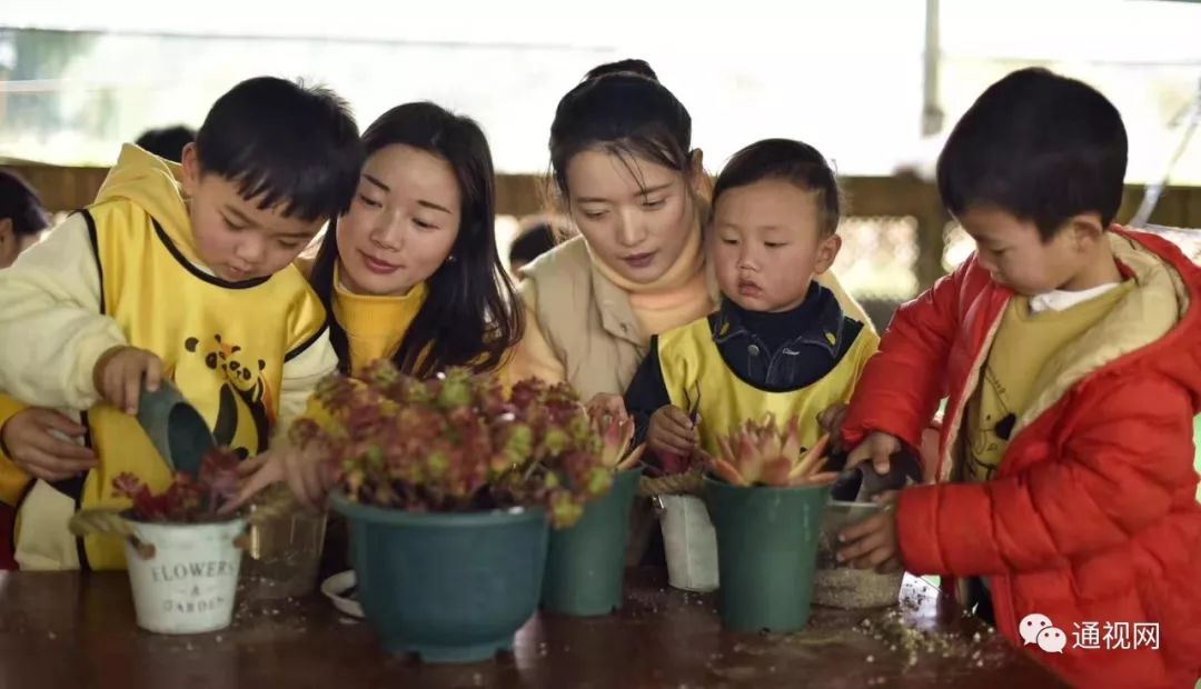 致富经多肉植物_养多肉致富_致富经多肉