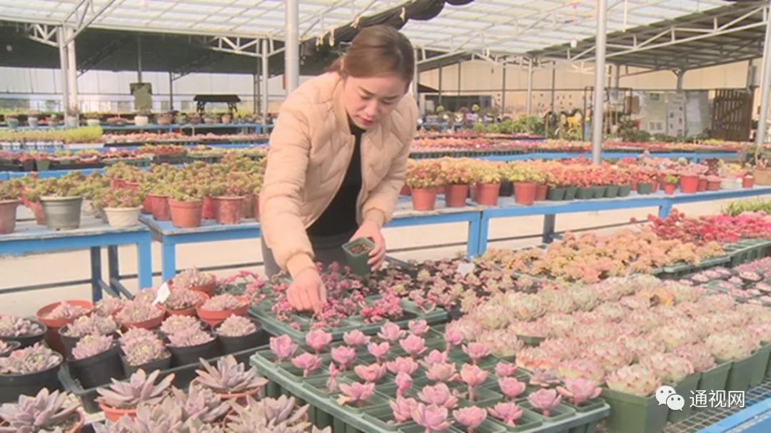 致富经多肉植物_养多肉致富_致富经多肉