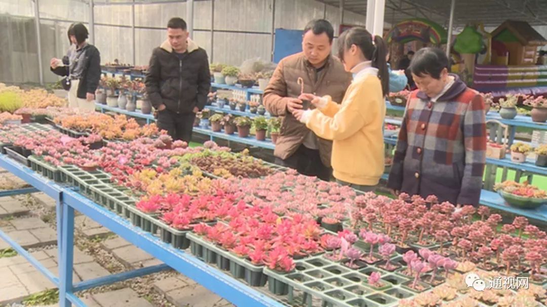 养多肉致富_致富经多肉植物_致富经多肉