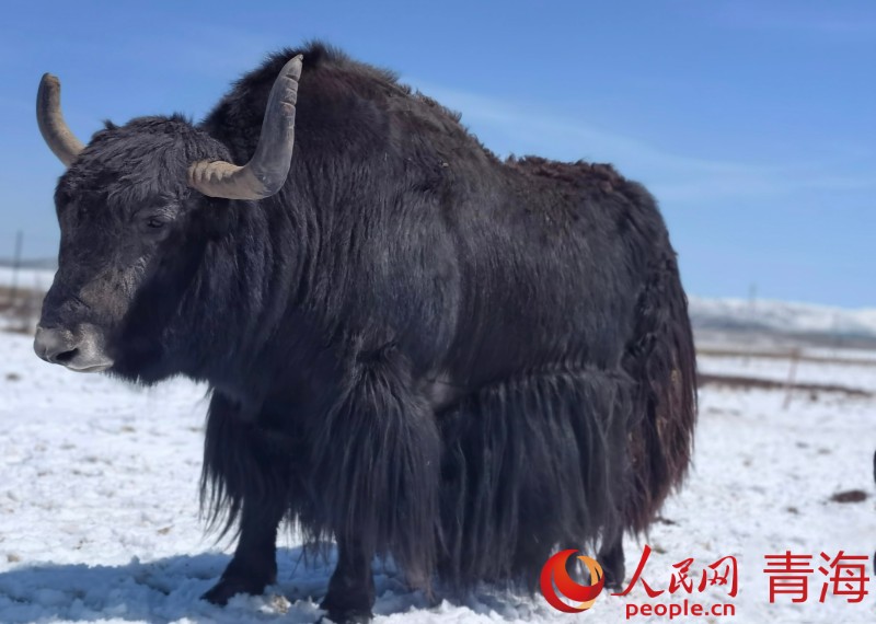 青海河南：雪多牦牛的“出圈”之路