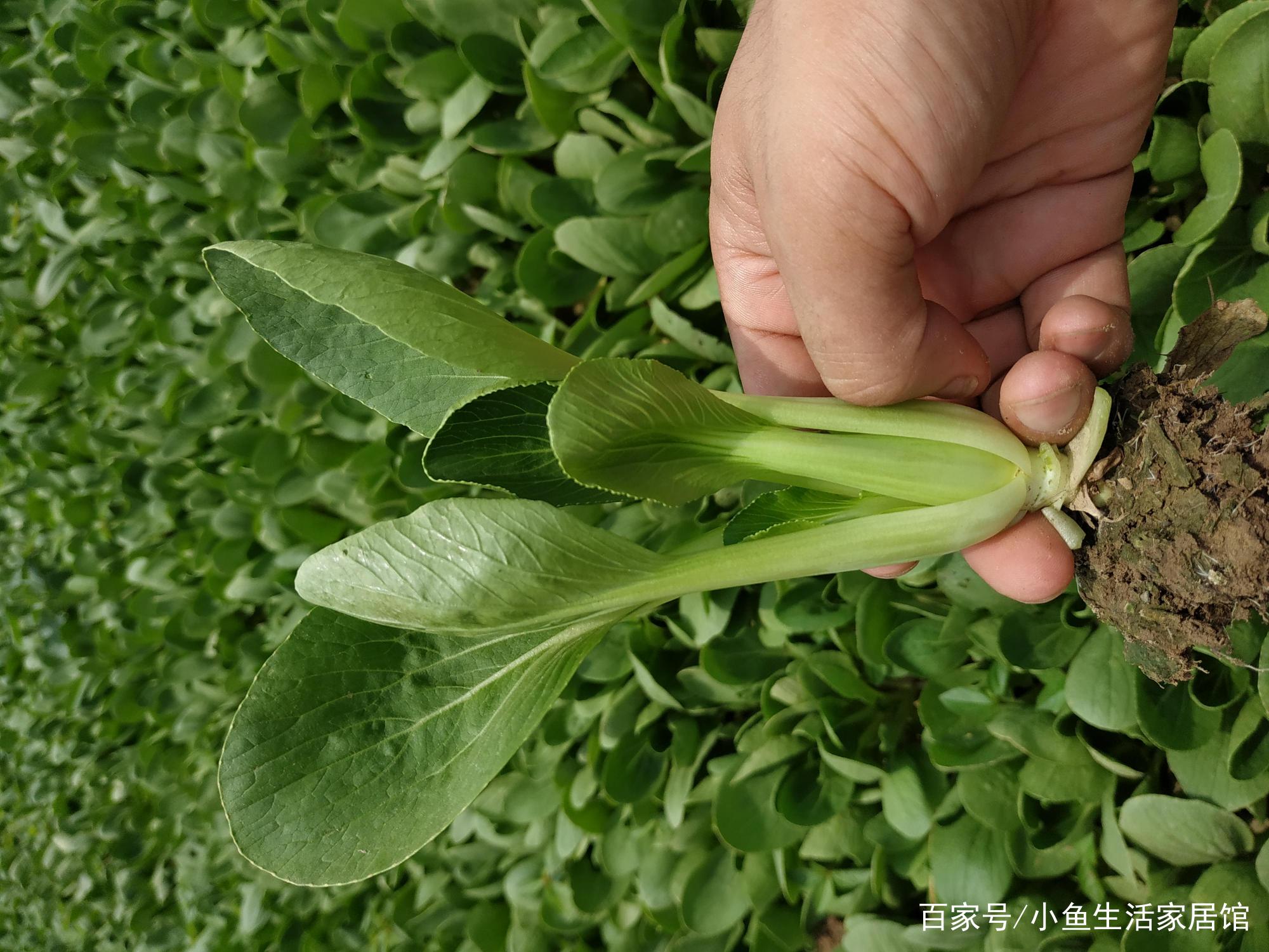 青梗菜发生大面积烂根烂茎现象，怎样防治最有效？