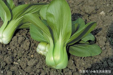 蔬菜大棚种菜技术指导_大棚青梗菜种植技术_大棚蔬菜种植视频