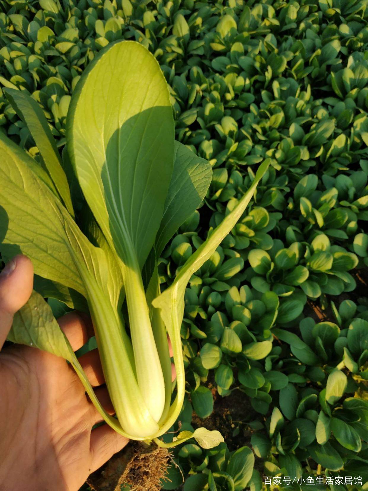 蔬菜大棚种菜技术指导_大棚青梗菜种植技术_大棚蔬菜种植视频