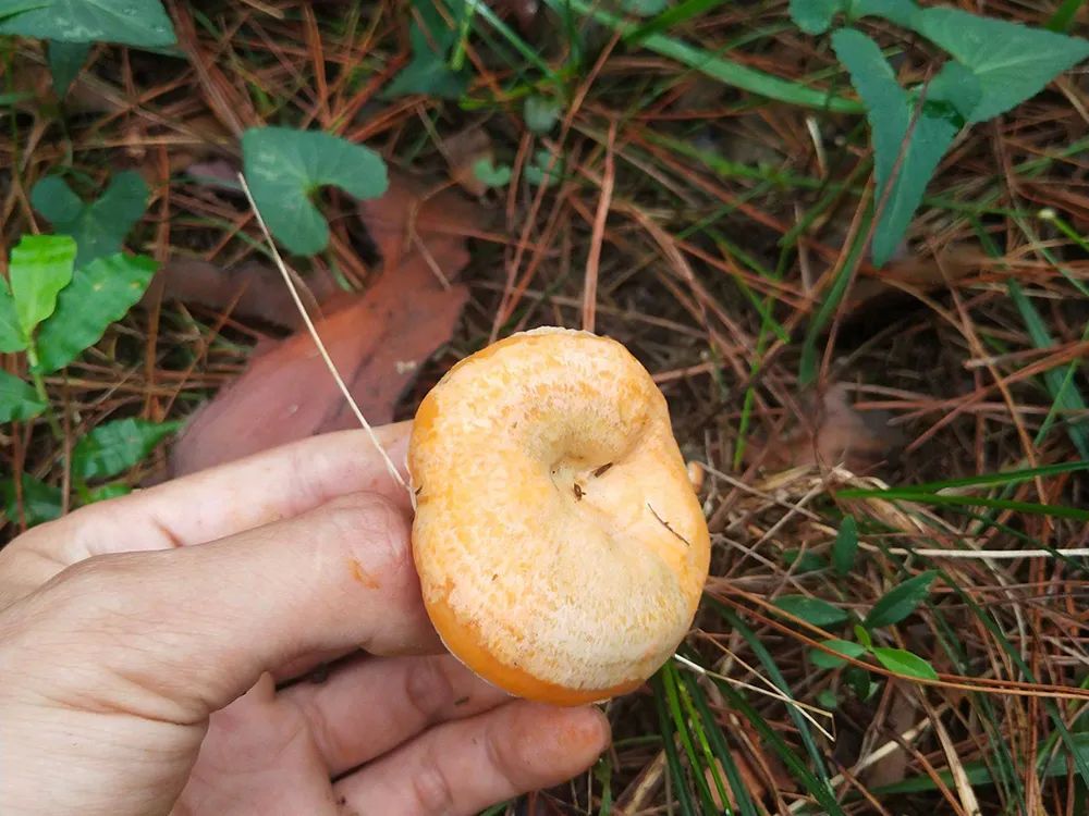 松针怎么种植_松针在养殖中的应用_松针种植致富方法