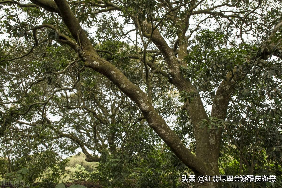 广西龙眼基地_广西龙眼市场现状_广西龙眼致富经