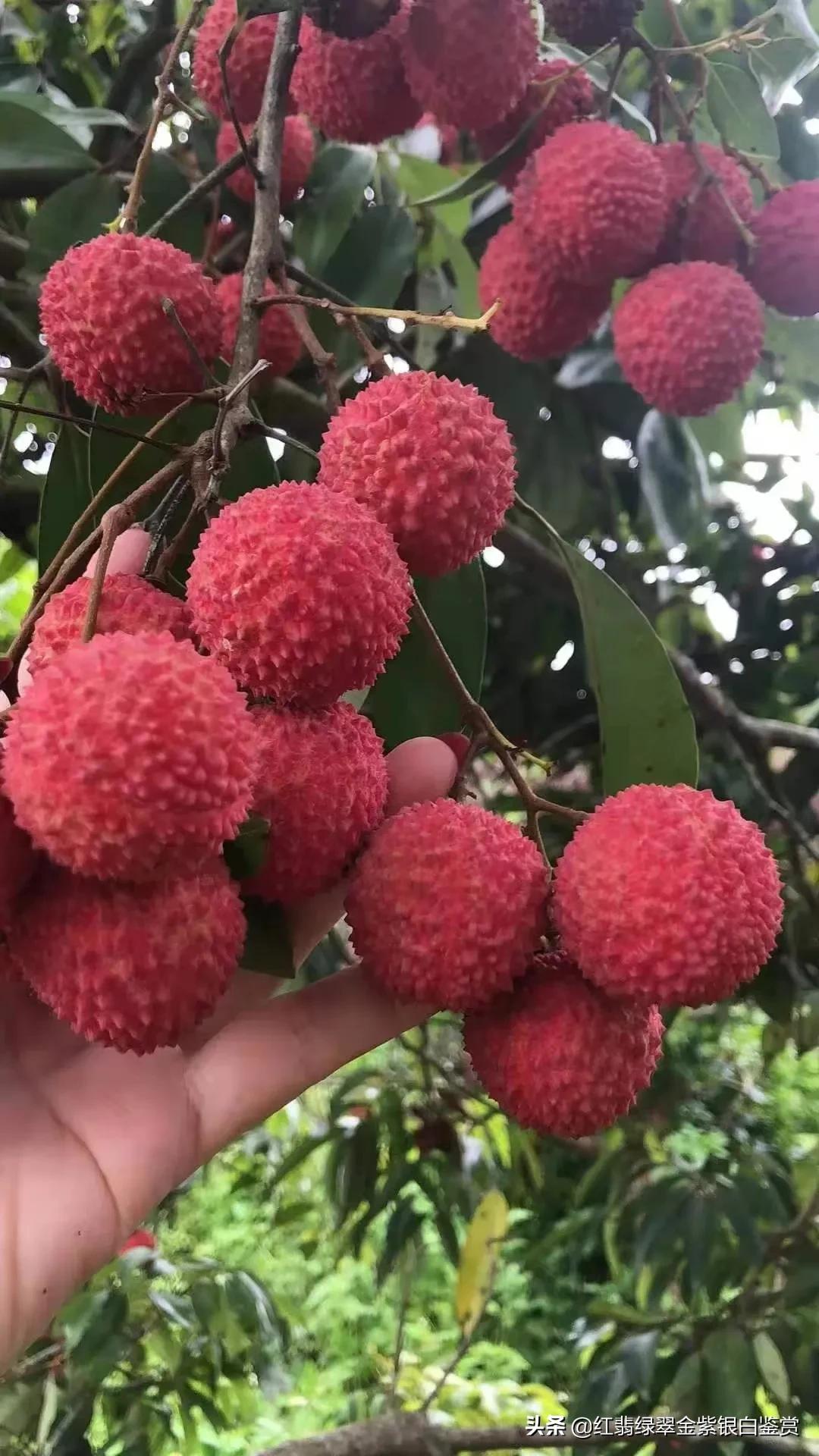 广西龙眼市场现状_广西龙眼基地_广西龙眼致富经