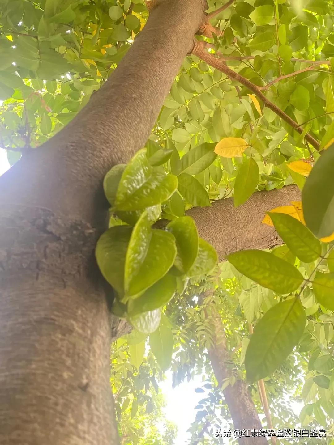 广西龙眼基地_广西龙眼致富经_广西龙眼市场现状