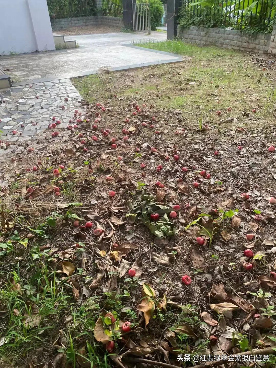 广西龙眼市场现状_广西龙眼基地_广西龙眼致富经