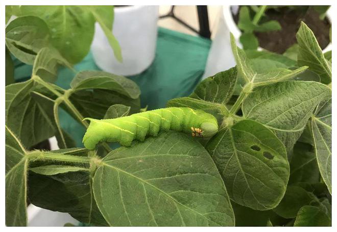 豆虫养殖骗局揭秘_豆虫养殖技术是骗局_豆虫养殖的投资和效益