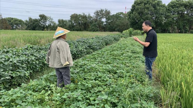 豆虫养殖技术是骗局_豆虫养殖骗局揭秘_豆虫养殖的投资和效益