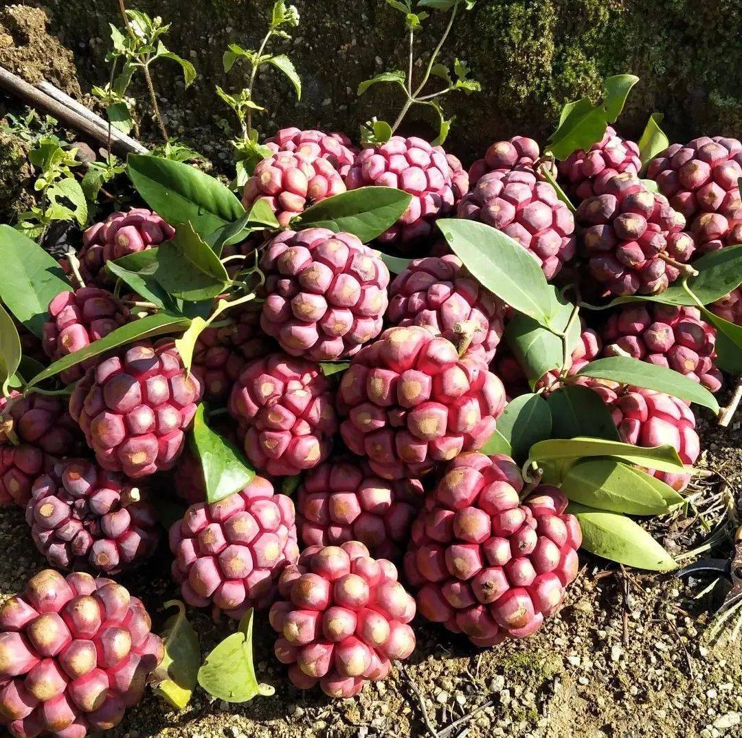 种植野果前景如何_种植野果致富_致富种植野果视频