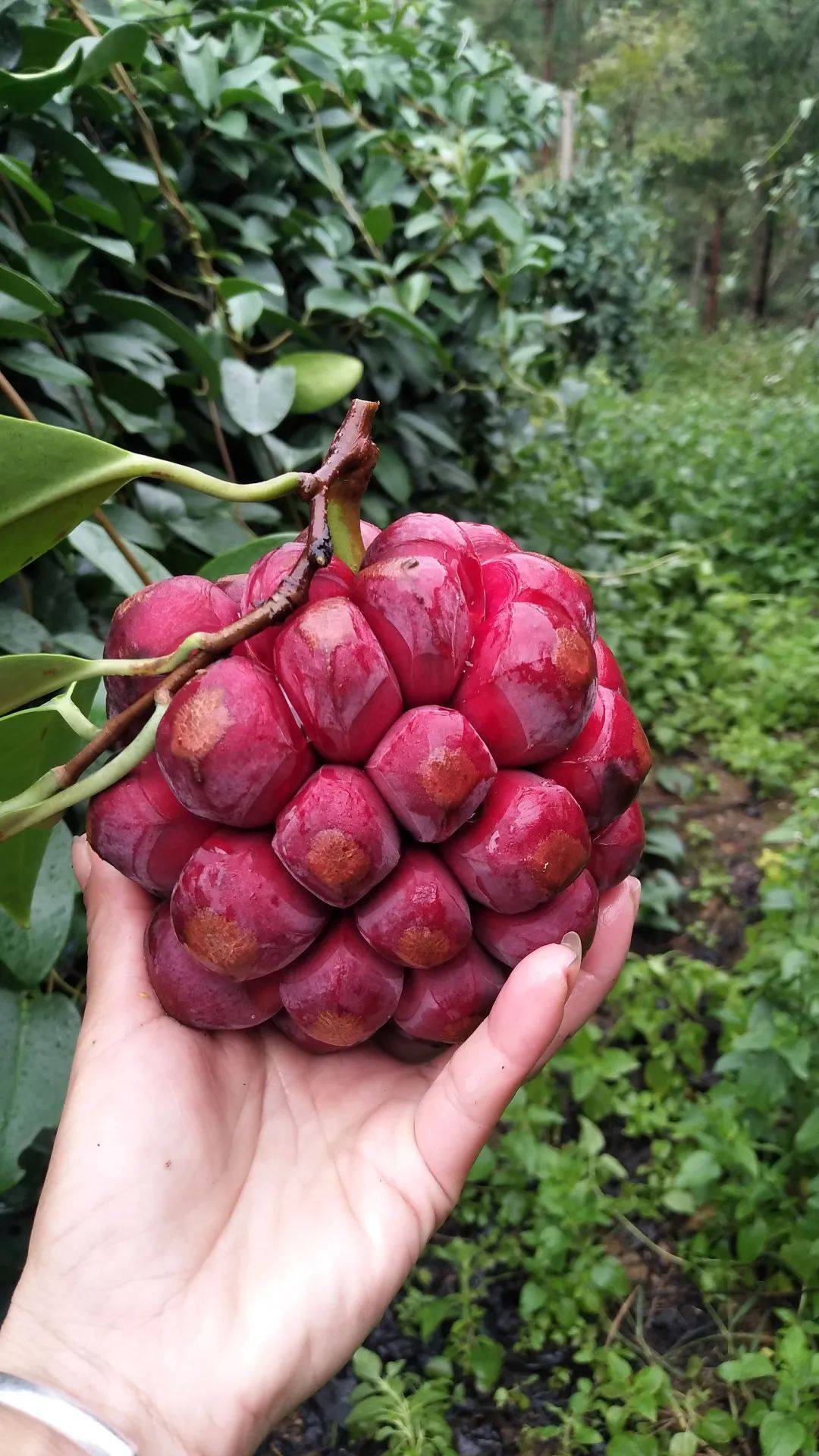 种植野果致富_致富种植野果视频_种植野果前景如何