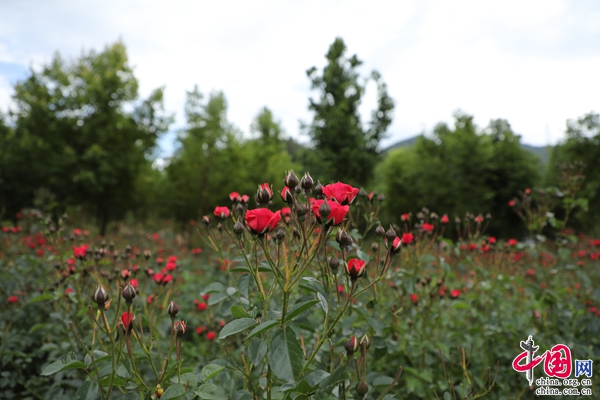 云南景东：玫瑰种植美了乡村 鼓了钱袋