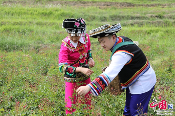 致富玫瑰种植方法_种玫瑰赚钱吗_致富的玫瑰种植